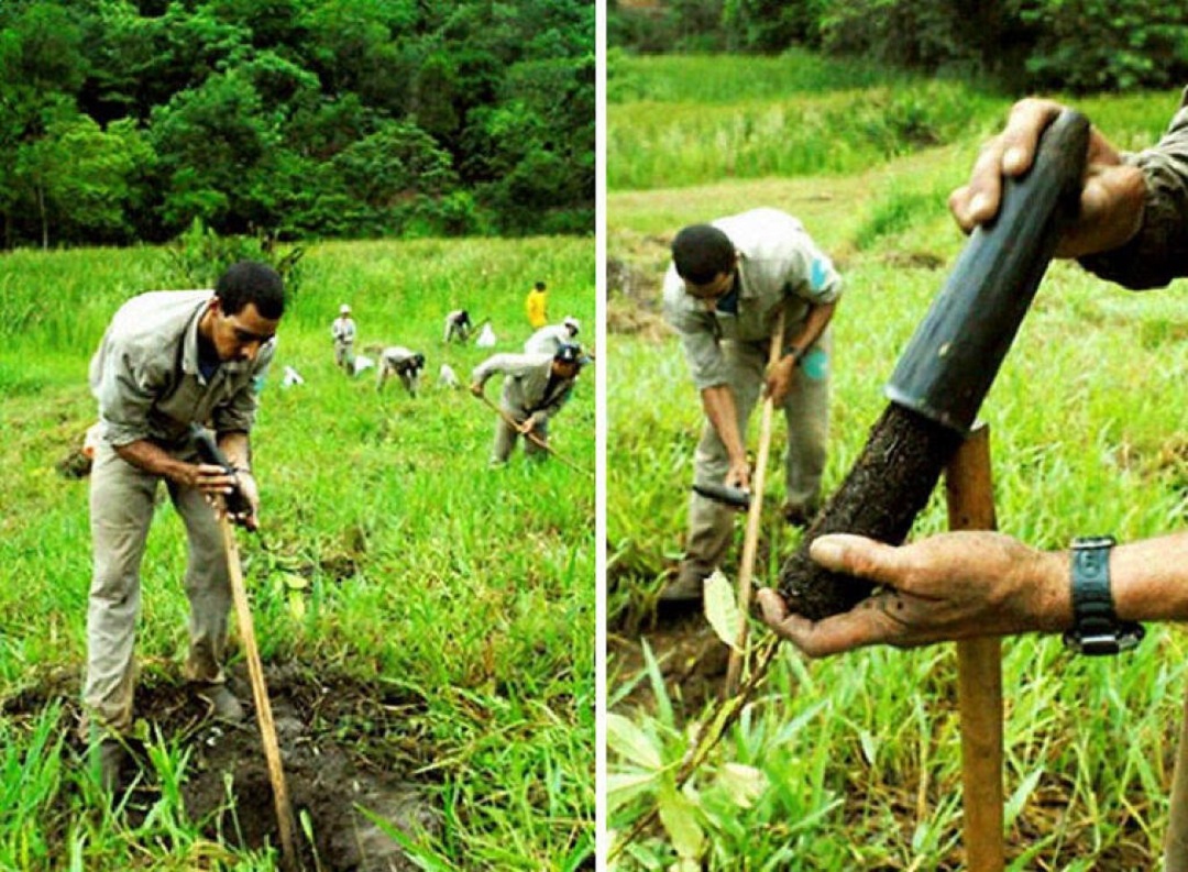 A Couple Plant Over 2 Million Trees To Restore A Destroyed Forest