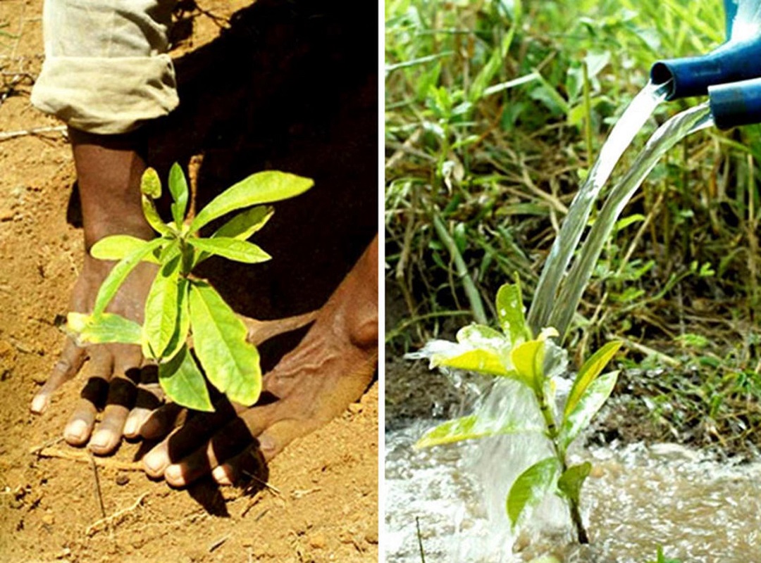 A Couple Plant Over 2 Million Trees To Restore A Destroyed Forest